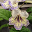 [Bare-root] Streptocarpus 'DS-Meteor Shower' 珍珠堇兰 [Wishlist]