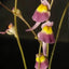[Bare-root] Utricularia welwitschii 威尔维茨狸藻[Wishlist]