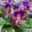 [Bare-root] Streptocarpus ‘DS-Little Parrot’ 鹦鹉（嵌合体）[Wishlist]