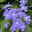 [Bare-root] Streptocarpus 'Falling Stars' 陨星堇兰 [Wishlist]