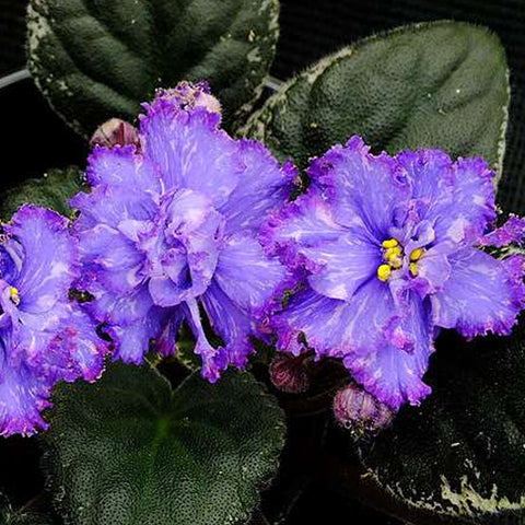 African Violet EK Scarab