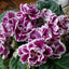 African Violet RS-Gertsoginia Lyuks