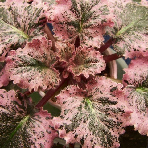 African Violet Pink Feathers