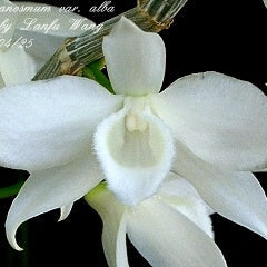 Den. anosmum f. album - square crop