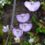 [Bare-root] Utricularia uniflora 单花狸藻 [Wishlist]
