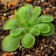 [Bare-root] Pinguicula conzattii	克诺提捕虫堇 [Wishlist]