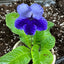 [Bare-root] Streptocarpus 'Deep Blue Vein' 极蒂 [Wishlist]