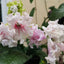 [Bare-root] Streptocarpus ‘DS–Tender Pink’ 柔粉色堇兰 [Wishlist]