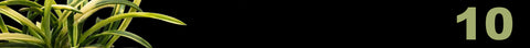 Oct Neo 25 (Coming Soon)