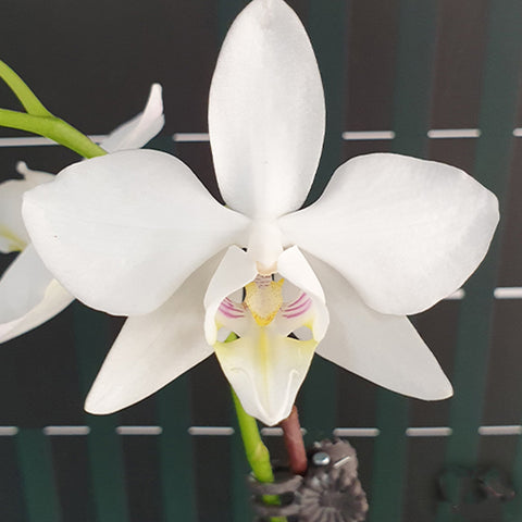 [Bare-Root]Phal. amabilis 'Tai Wu' × sib 大武阿嬤兄弟交 [Wishlist]