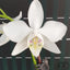 [Bare-Root]Phal. amabilis 'Tai Wu' × sib 大武阿嬤兄弟交 [Wishlist]
