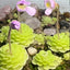 [Bare-root] Pinguicula esseriana 爱丝捕虫堇 [Wishlist]