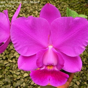 C. Aloha Case - square crop