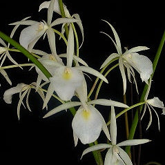 B. perrinii
