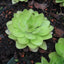 [Bare-root] Pinguicula rectifolia	立叶捕虫堇 [Wishlist]