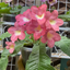 [Bare-root] Streptocarpus 'Tropical Sunrise' 红润 [Wishlist]