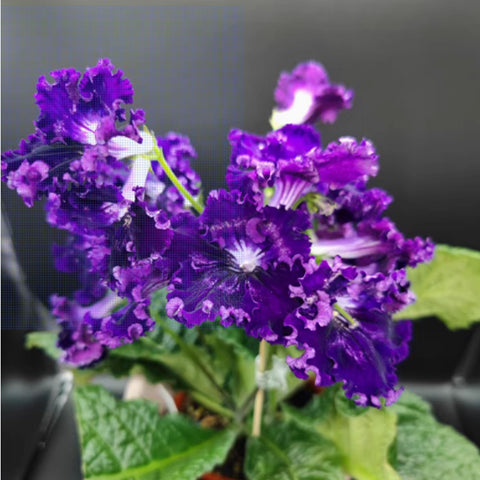 [Bare-root] Streptocarpus ’DS Riushele‘ 吕舍莱堇兰 [Wishlist]