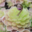 [Bare-root] Pinguicula ehlersiae	爱兰捕虫堇 [Wishlist]