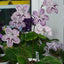[Bare-root] Streptocarpus 'Franken Prunella'富兰克林普鲁内拉堇兰 [Wishlist]