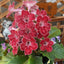 [Bare-root] Streptocarpus ’Isabella‘ 草莓堇兰 [Wishlist]