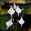 [Bare-root] Utricularia pubescens 纤毛狸藻 [Wishlist]