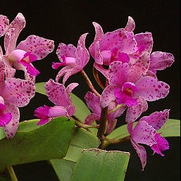 C. amethystoglossa