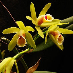 C. luteola