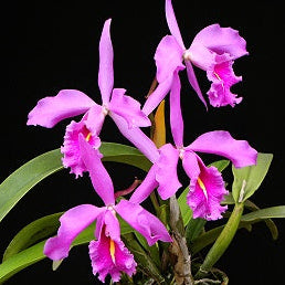 C. maxima
