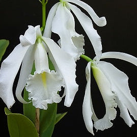C. maxima f. alba