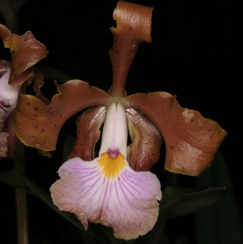 C. velutina