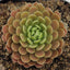[Bare-root] Pinguicula El Mirador 米拉多捕虫堇[Wishlist]