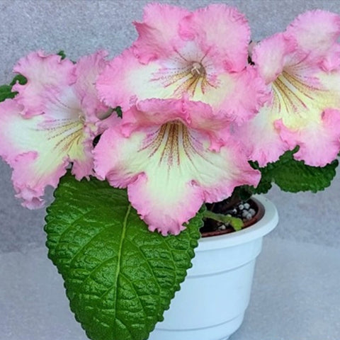 [Bare-root] Streptocarpus 'МК-Розовый Десерт' 粉红甜点 [Wishlist]