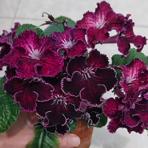 [Bare-root] Streptocarpus 'DS Bonaventure' 樱桃堇兰[Wishlist]