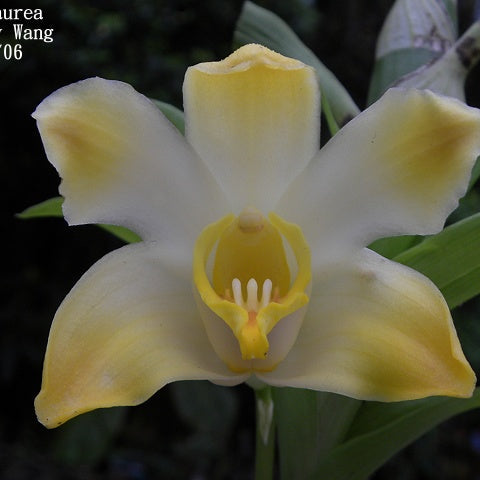Chy. aurea - square crop