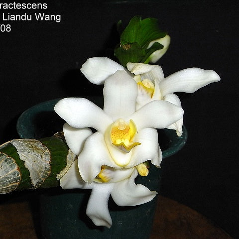 Chy. bractescens - square crop