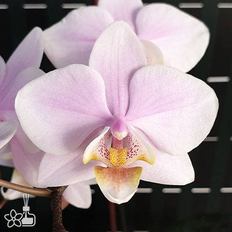 [Bare-Root] Phal. Pinlong Cheris 檳榔西施 [Wishlist]