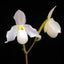 [Bare-root]Paph. Deperle “Crane Dance” 鶴舞 [Wishlist]