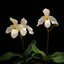 [Bare-root]Paph. Deperle “Crane Dance” 鶴舞 [Wishlist]