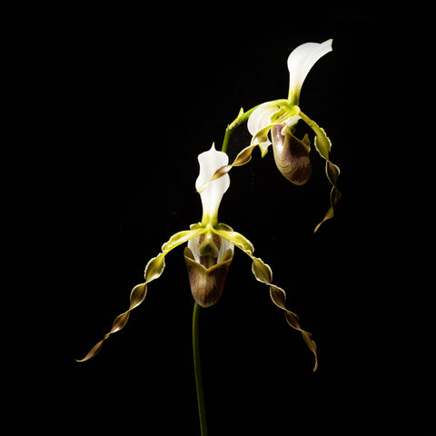Paphiopedilum dianthum xsib 長瓣兜蘭園藝種