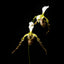 [Bare-root] Paph. dianthum xsib 長瓣兜蘭  [Wishlist]