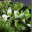 [Bare-root] Utricularia steyermarkii 斯特马克狸藻 [Wishlist]