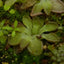 [Bare-root] Pinguicula nivalis 尼维斯捕虫堇 [Wishlist]