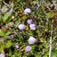 [Bare-root] Utricularia novae-zealandia 西兰蒂亚狸藻 [Wishlist]