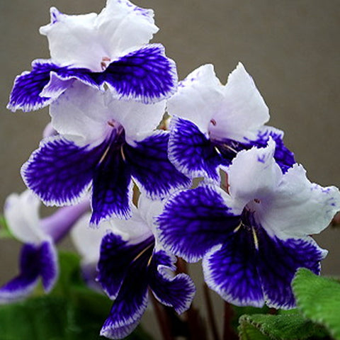 [Bare-root] Streptocarpus 'Purple panda'紫熊猫'堇兰[Wishlist]