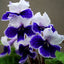 [Bare-root] Streptocarpus 'Purple panda'紫熊猫'堇兰[Wishlist]