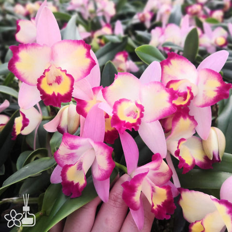 Cattleya – Page 2 – Orchidmart