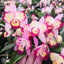 [Bare-root] #Mini Cattleya# Blc. Hearts Queen 紅心皇后 [2.4" BS][Wishlist]