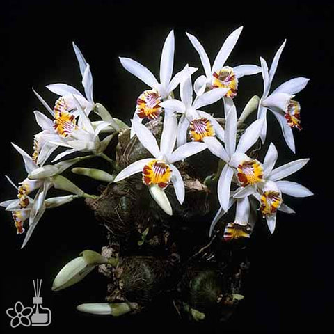 Pleione hybrid 秋花獨蒜蘭 (Dormant)