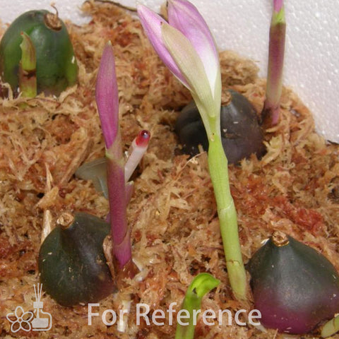 Pleione hybrid 紫花獨蒜蘭（Dormant）