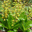[Rhizome] Calanthe tricarinata 三棱蝦脊蘭 [Wishlist]